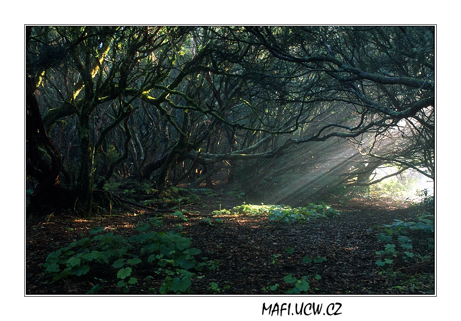 canaria06_03_17 .jpg